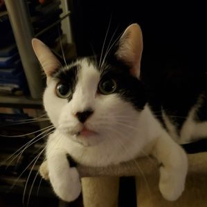 Meet your Posher, Monica